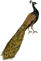 munot - tier vogel pfau - animal bird peacock - animaux oiseau paon