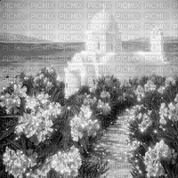 Y.A.M._Landscape background black-white - GIF animé gratuit