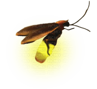 firefly - nemokama png