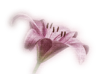 fleur violette.Cheyenne63 - Free PNG