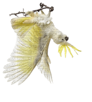 Papegaai - PNG gratuit