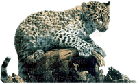 jaguar bp - zadarmo png