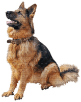 Kaz_Creations Dogs Dog Pup - png gratuito