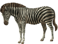 zebre - 免费PNG