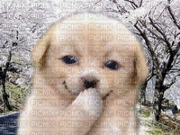 Hond - Bezmaksas animēts GIF