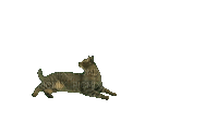kočka - Δωρεάν κινούμενο GIF
