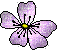 flower-ani