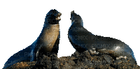 Seal.seals.Phoque.sceaux.Nature.Foca.focas.Victoriabea - 無料のアニメーション GIF