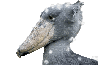 shoebill stork - Darmowy animowany GIF