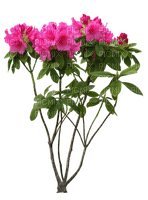 куст цветов - PNG gratuit