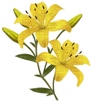 yellow lilies - zadarmo png