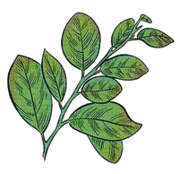 nbl-leaf - δωρεάν png