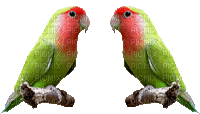 oiseau - Gratis animerad GIF