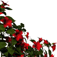 Flores rojas - png gratuito