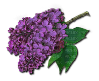 Lilac - ingyenes png