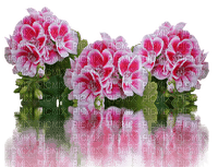 Kwiaty 444 - фрее пнг