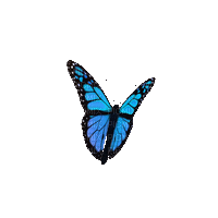 Schmetterling/Butterfly - GIF animé gratuit
