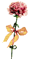 flor clavel gif dubravka4 - GIF animado grátis