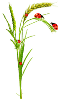 soave  ladybug deco leaves red green - 無料png