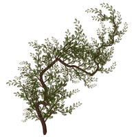 branch by nataliplus - png gratuito
