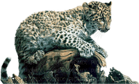 cheetah bp - zdarma png