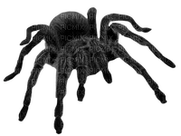 spider by nataliplus - 免费PNG