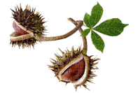chestnuts, autumn - gratis png