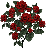 Blume, fleur, flower rose - Bezmaksas animēts GIF