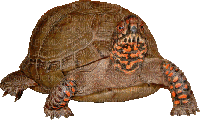 aze tortue - Darmowy animowany GIF