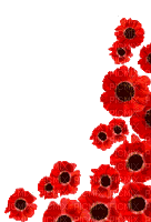 poppy flowers bp - 無料のアニメーション GIF