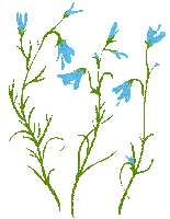 Flower - Nemokamas animacinis gif