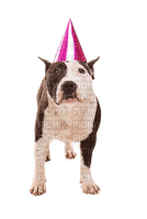 Happy Birthday Pitbull - gratis png