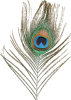 Peacock feather - nemokama png