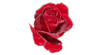 rose - ücretsiz png
