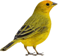 patrcia87 oiseau - gratis png