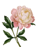 Peonie, rose, Blumen - GIF animado grátis
