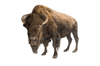 bison milla1959 - бесплатно png