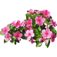 Flowers - besplatni png