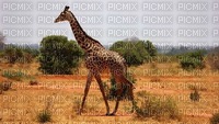 girafe - ücretsiz png