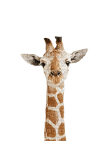 Kaz_Creations Giraffe - фрее пнг