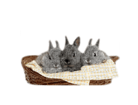 patymirabelle animaux lapins - 免费PNG
