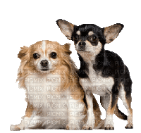 Chihuahua - GIF animado grátis