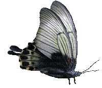 papillon - Free animated GIF