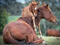 horse with foal bp - zdarma png
