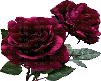 Red roses.Fleurs.Flowers.Victoriabea - Безплатен анимиран GIF