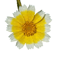 daisy flower animated - GIF animado gratis