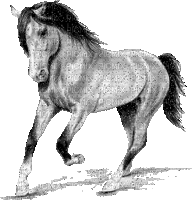cheval - Δωρεάν κινούμενο GIF