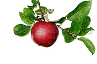 fruit,apple,tree - gratis png