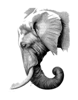 Elefant - ücretsiz png