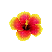 Tropical.Flower.Yellow.Pink - 免费PNG